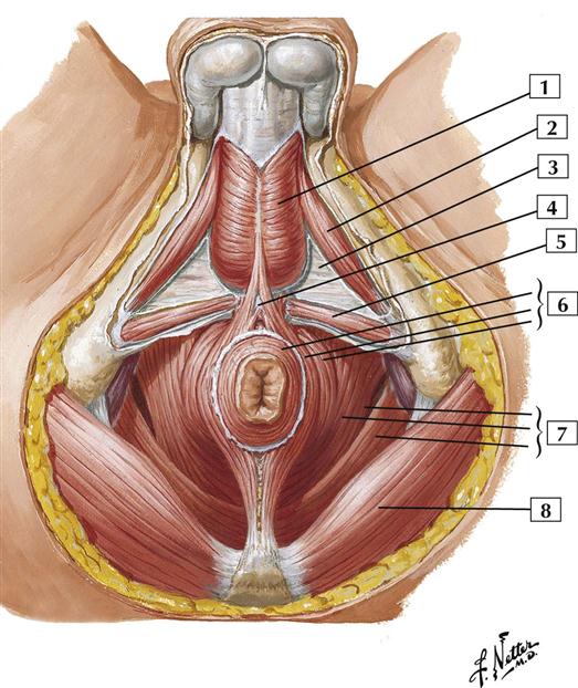 a perineum erekciójának izmai