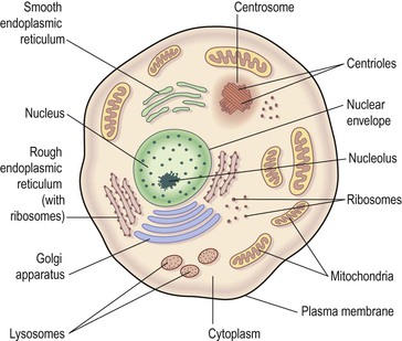 human tissue cells