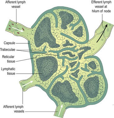 The lymphatic system | Basicmedical Key
