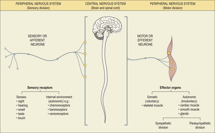 The nervous system | Basicmedical Key