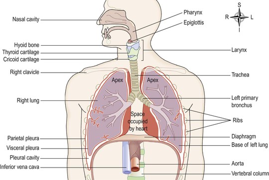 The respiratory system | Basicmedical Key