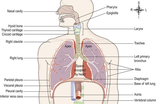 The Respiratory System Basicmedical Key 7675