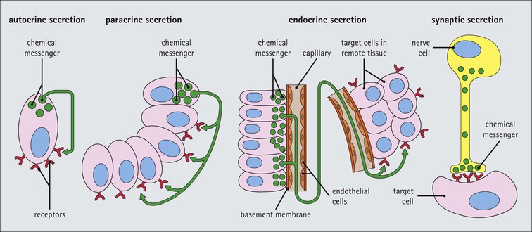Endocrine System | Basicmedical Key