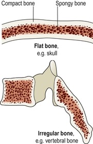 indicate whether each bone is a long, short, irregular, or flat bone.