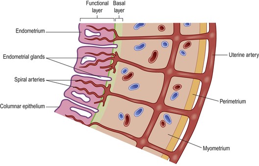 The Reproductive Systems Basicmedical Key The Reproductive Systems Basicmedical Key