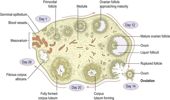 Ovarian Follicle Diagram