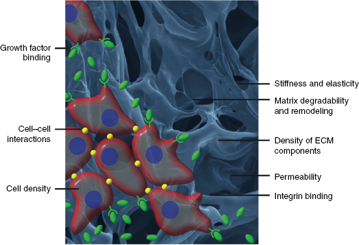 c1-fig-0001