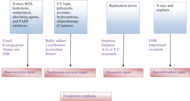 Genetic Instability, Chromosomes, and Repair | Basicmedical Key