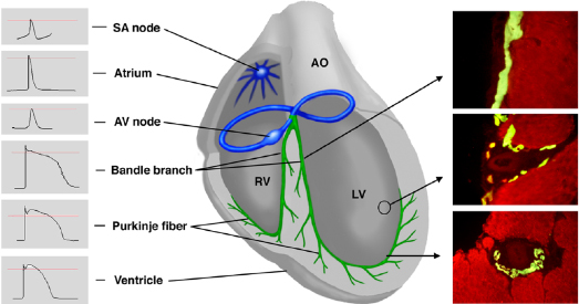 c12-fig-0004