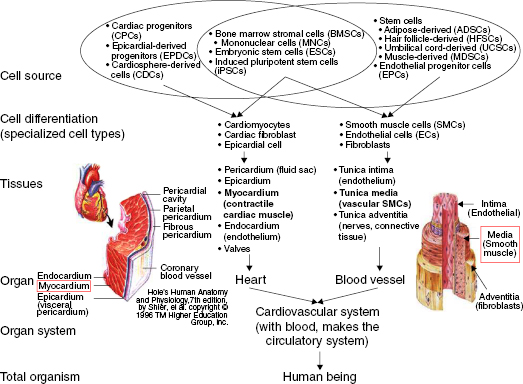 c13-fig-0002