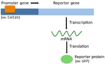 c14-fig-0001