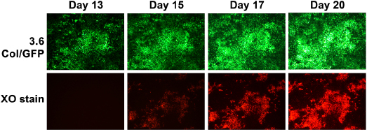 c14-fig-0004