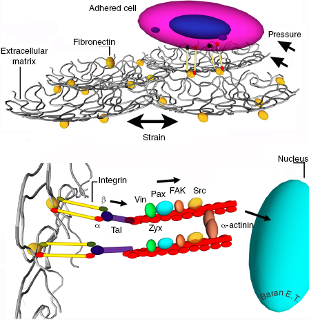 c4-fig-0001