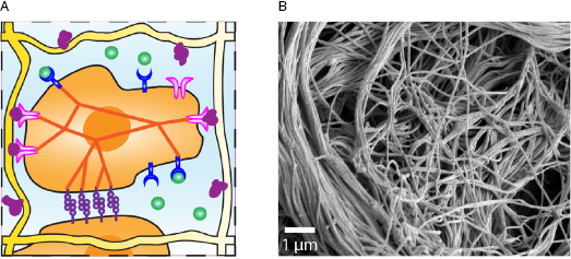 c5-fig-0001