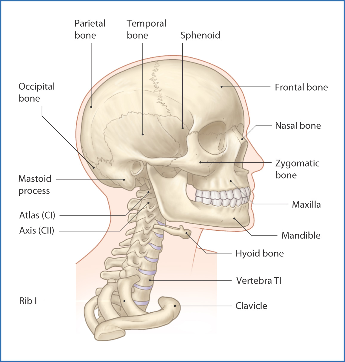 Anatomical Head