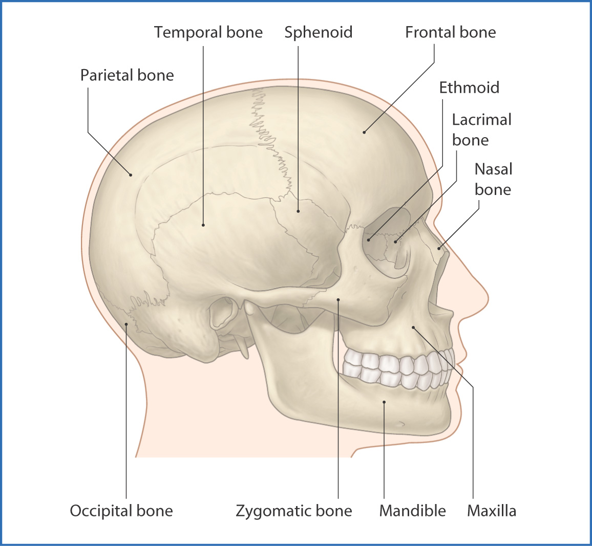 What Does the Cranium (Skull) Do? Anatomy, Function, Conditions
