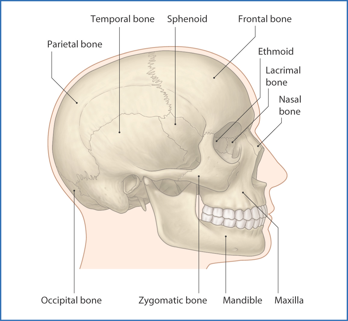 Skull Bone Anatomy & Clinical Significances - Anatomy Info