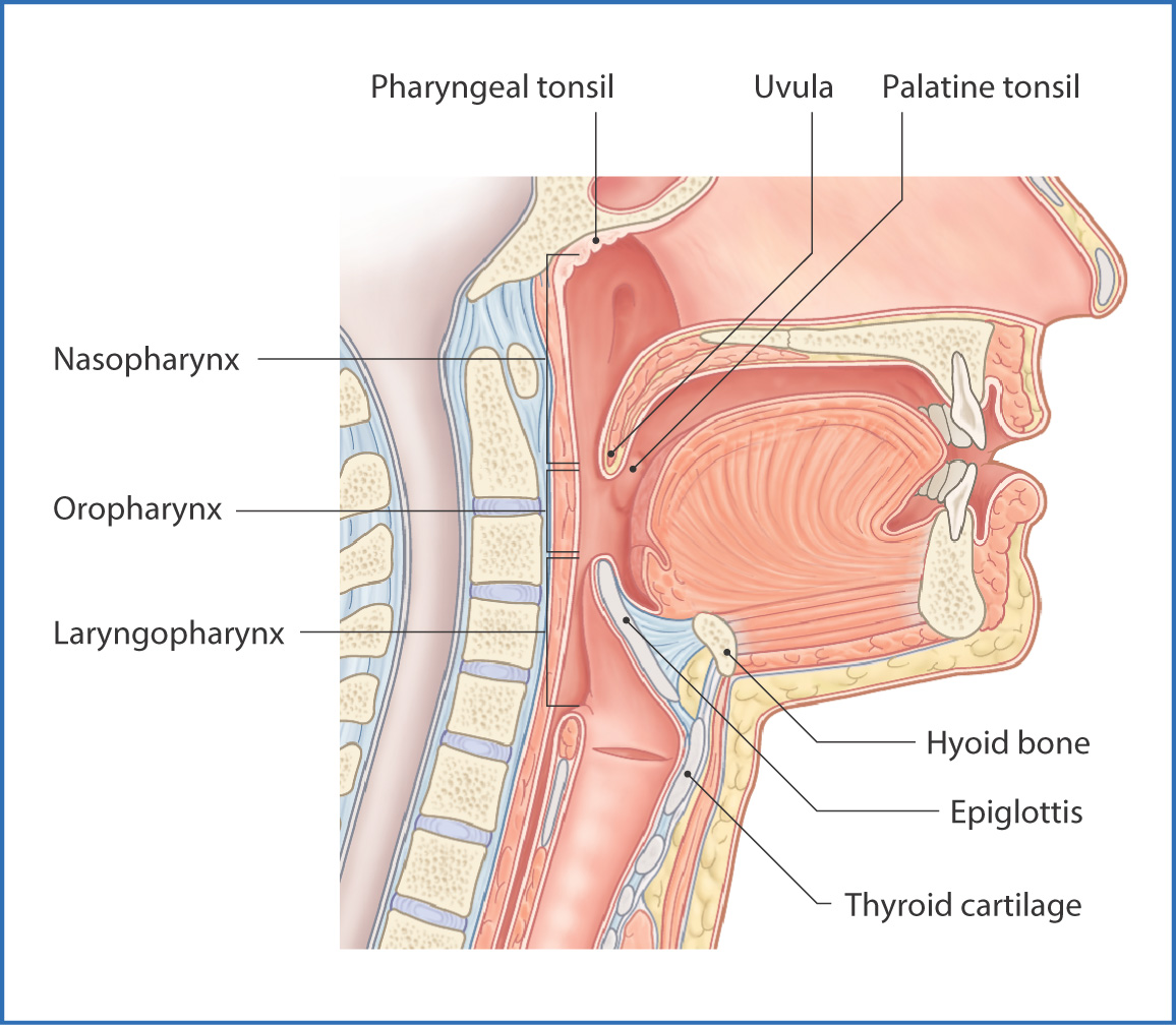 larynx and pharynx trachea