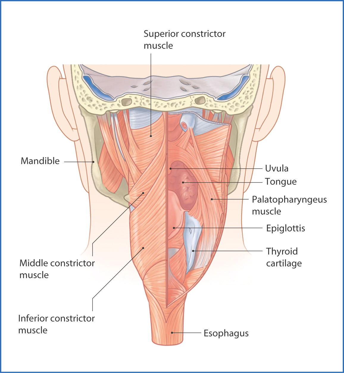 circular pharyngeal constrictor muscles