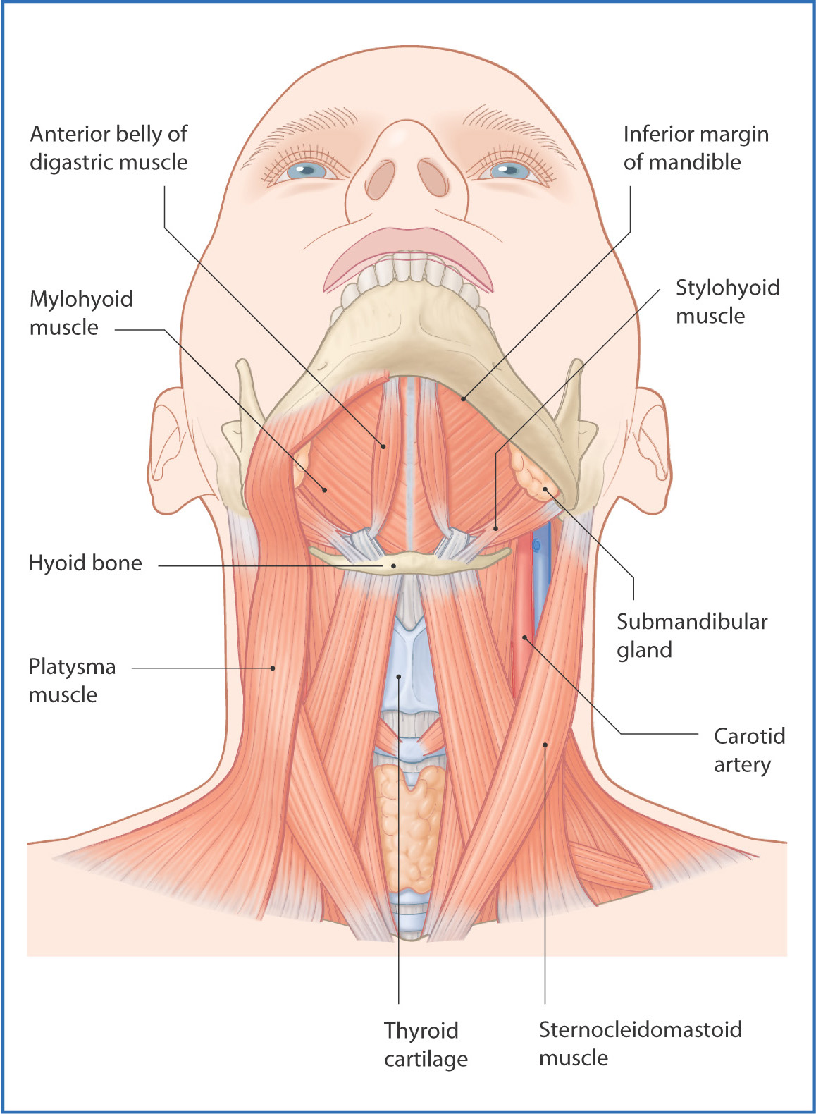 Submandibular Region Basicmedical Key