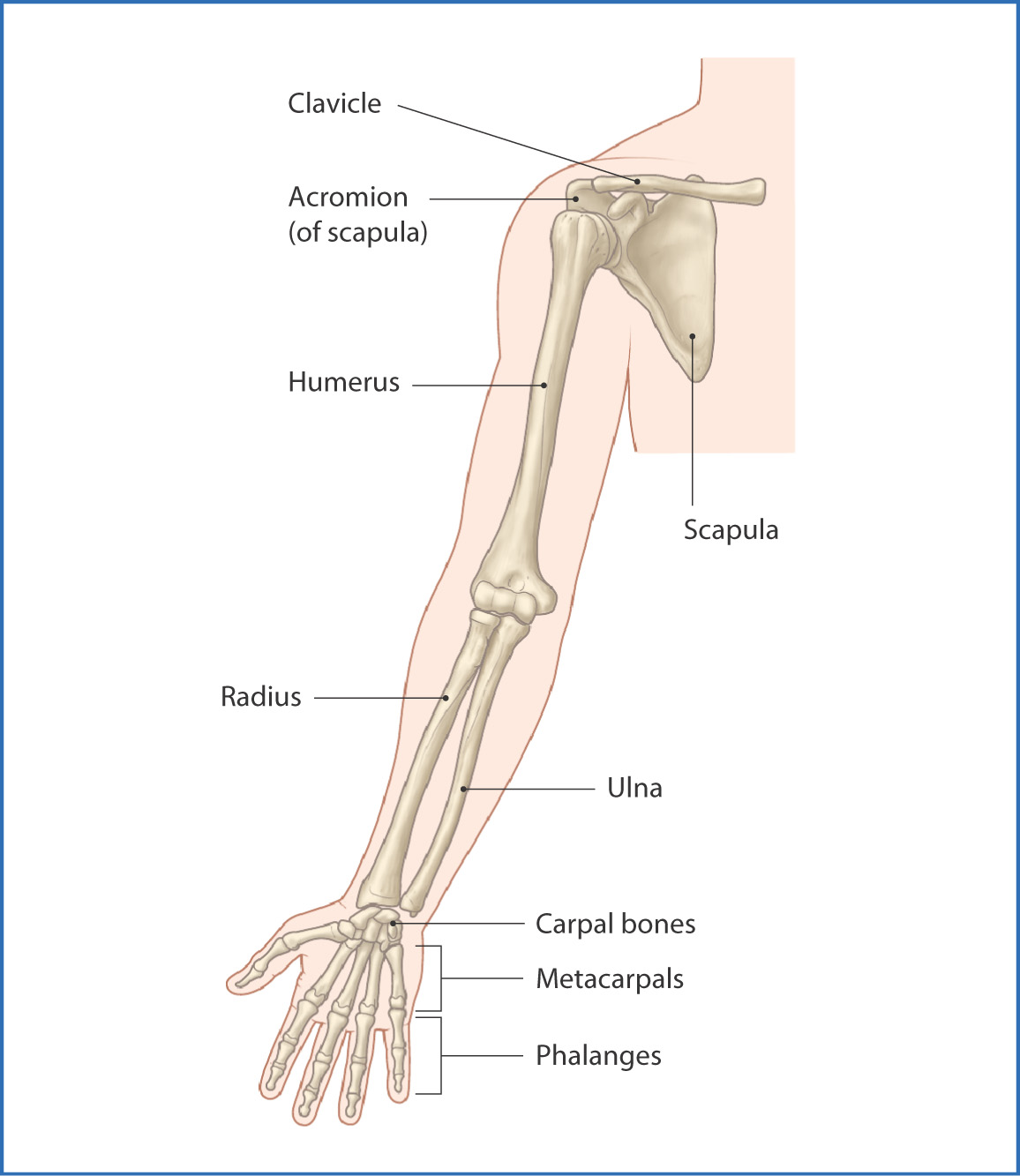 Introduction to the Upper Limb