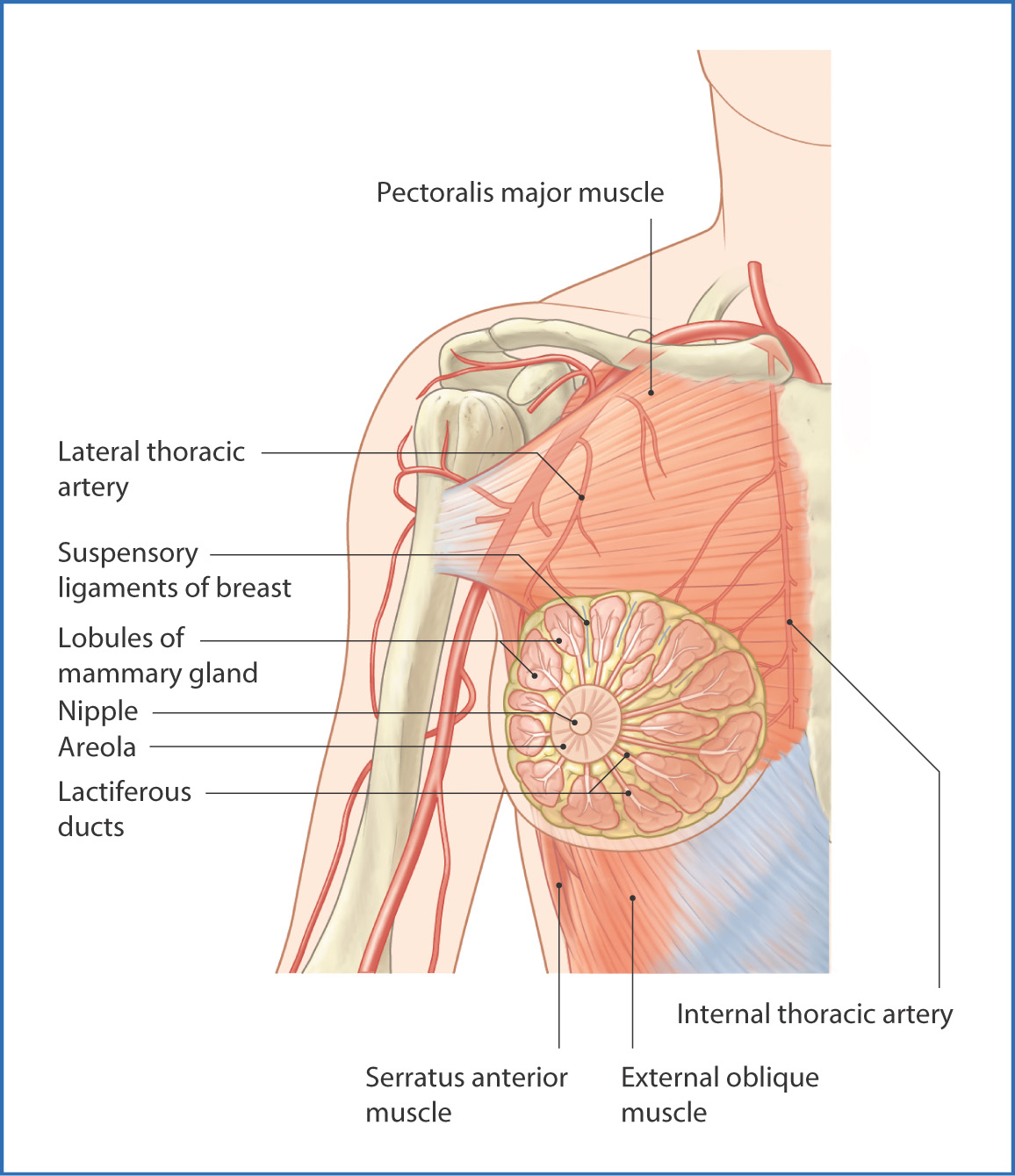 Anatomy of the Chest - Female Anterior