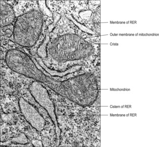 The cell | Basicmedical Key