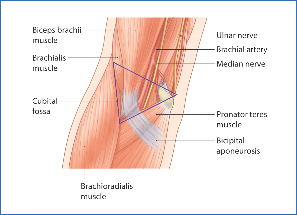 Cubital Fossa And Elbow Joint Basicmedical Key