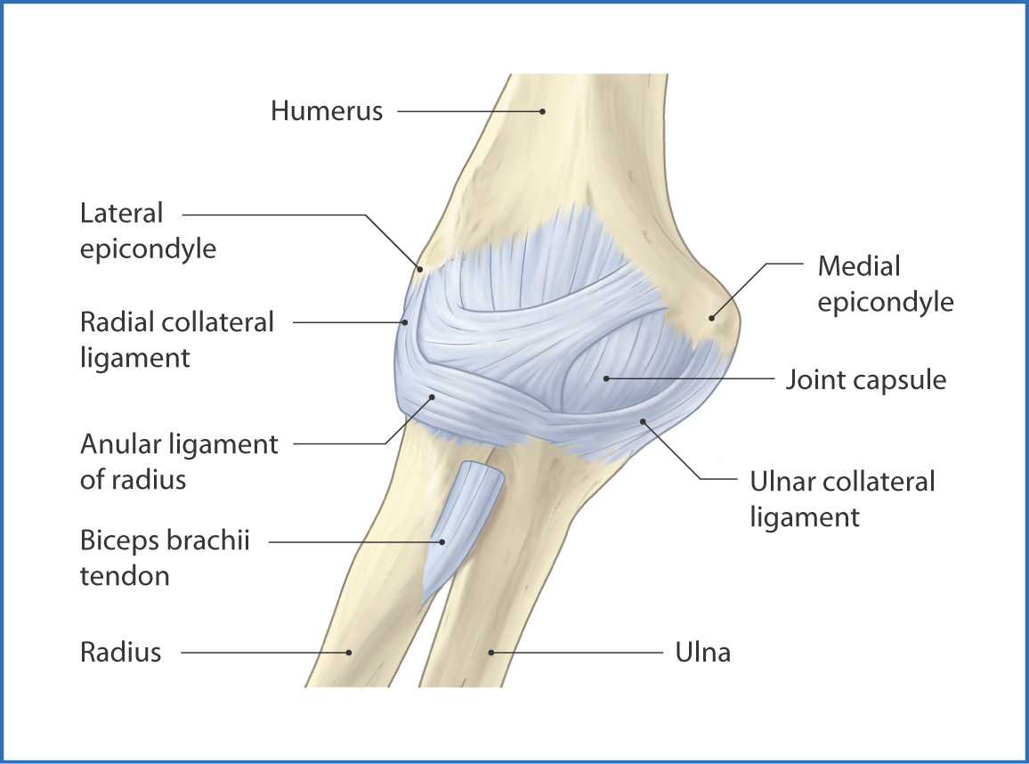 Elbow Ligaments Diagram