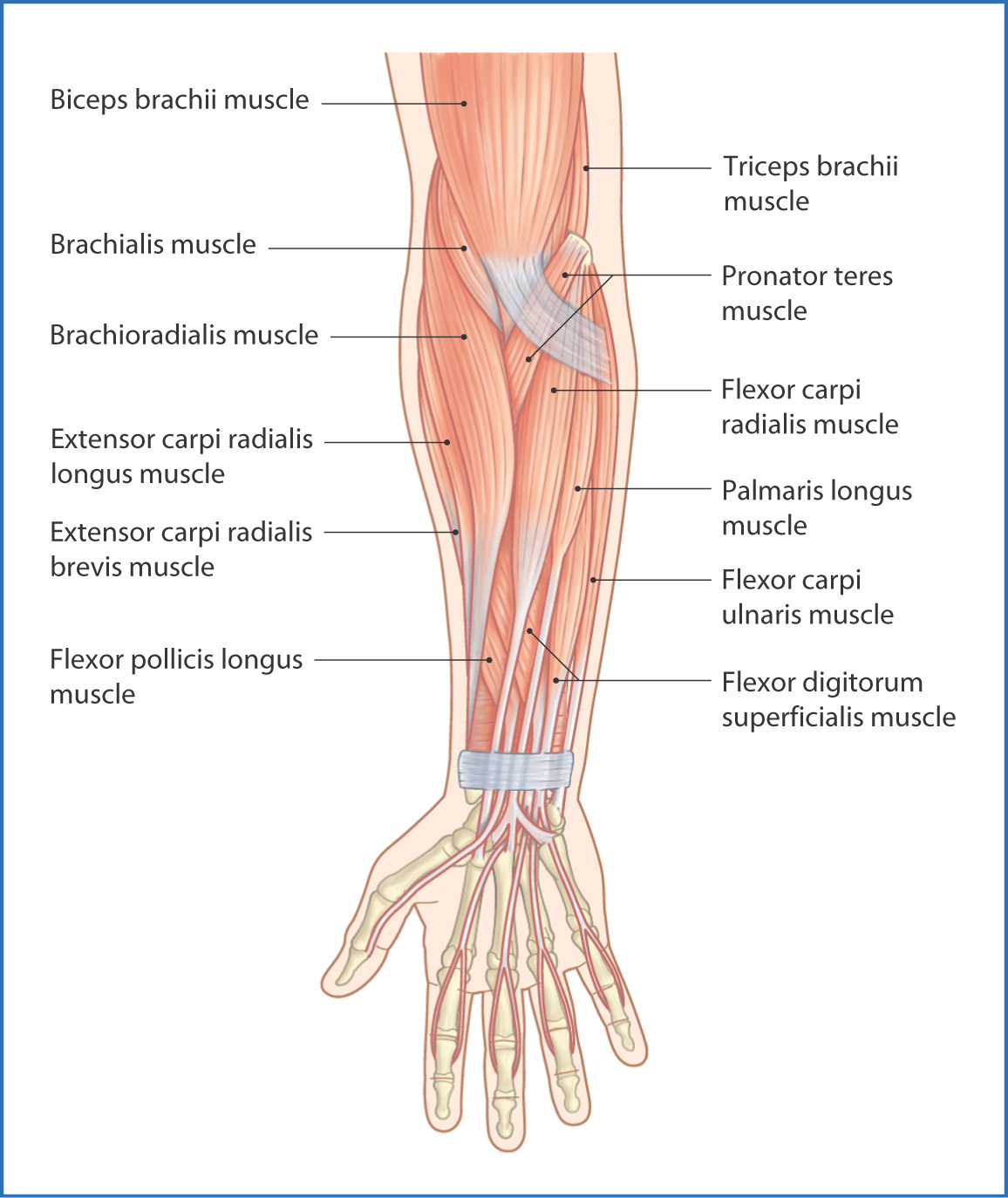 Anterior Compartment Of The Forearm Muscle Anatomy Muscles Hand Arm   F021 001 9780323077798 