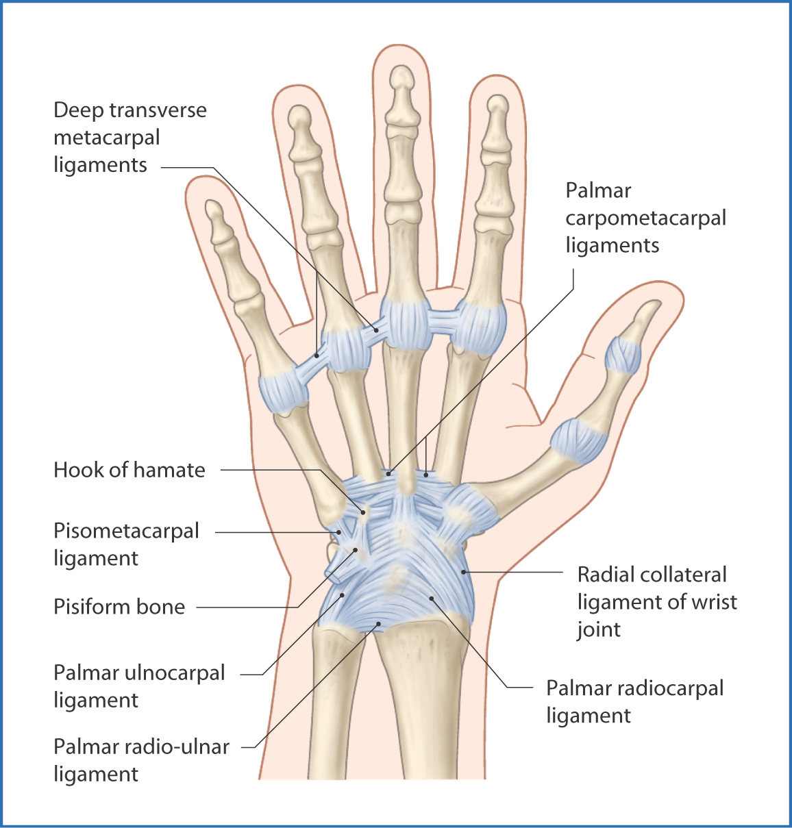 wrist anatomy ligaments