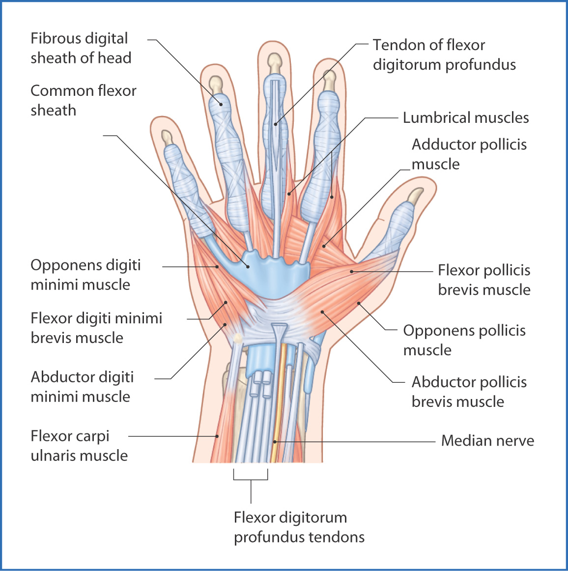 muscles of the hand and wrist