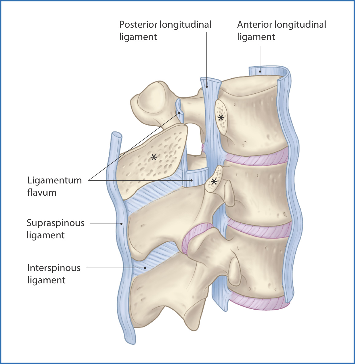 spinous process ligament
