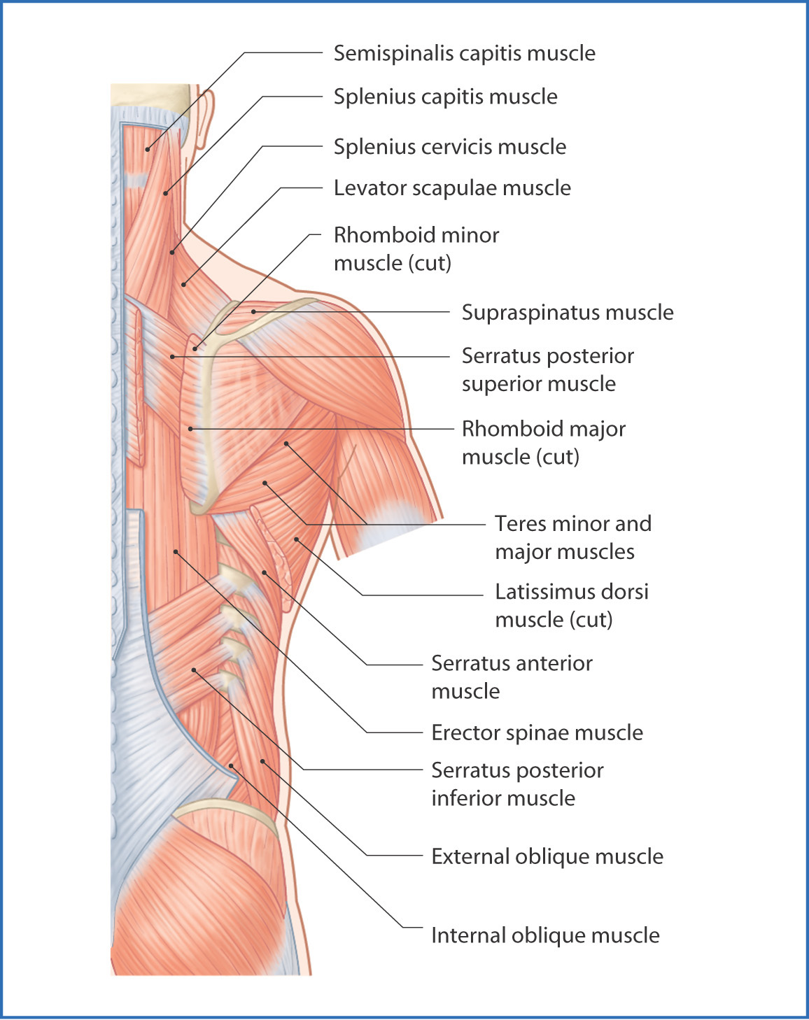 Back Muscle Diagram : Back Anatomy All About The Back Muscles - lebivino