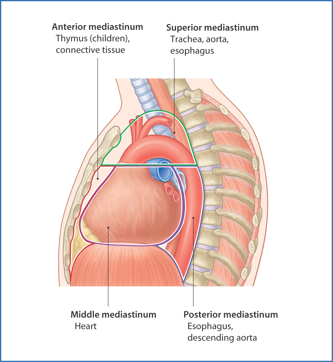 anterior mediastinum anatomy