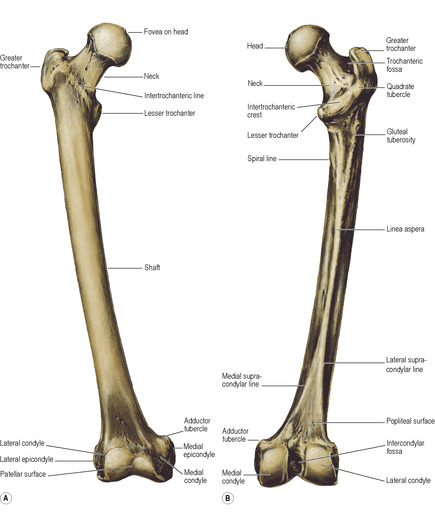 Femur anatomi Femur Bone