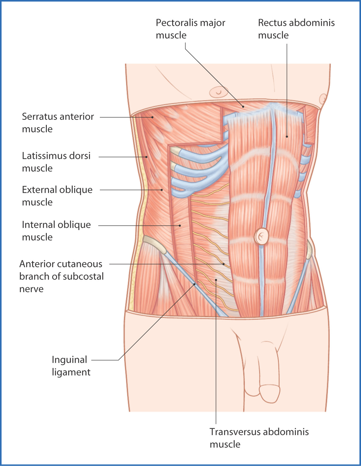 The Anterolateral Abdominal Wall - Muscles - TeachMeAnatomy