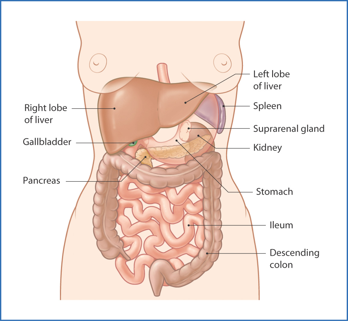 What Organ Is On The Top Left Side Of Your Back