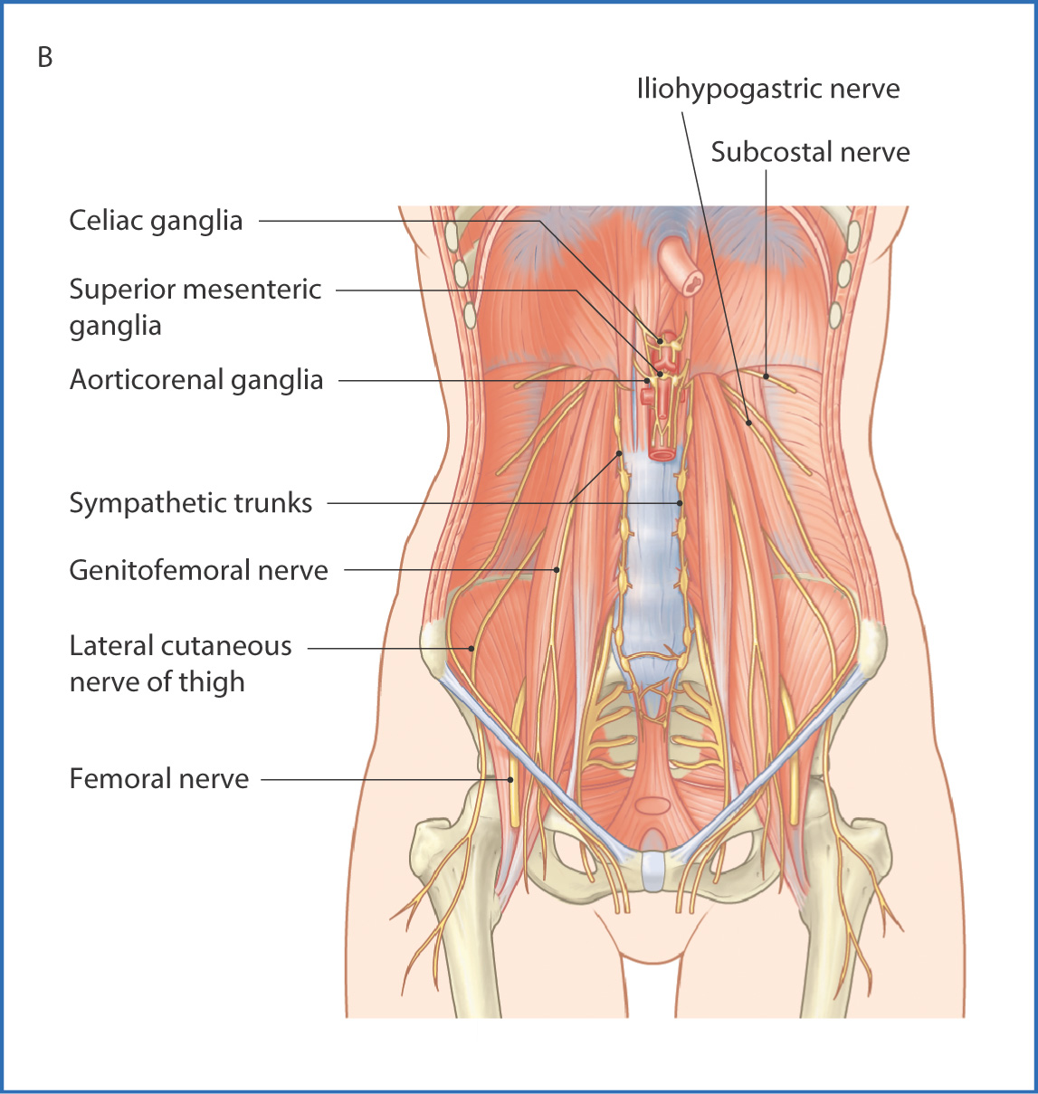 Anatomy of the muscles and nerves of the posterior abdominal wall