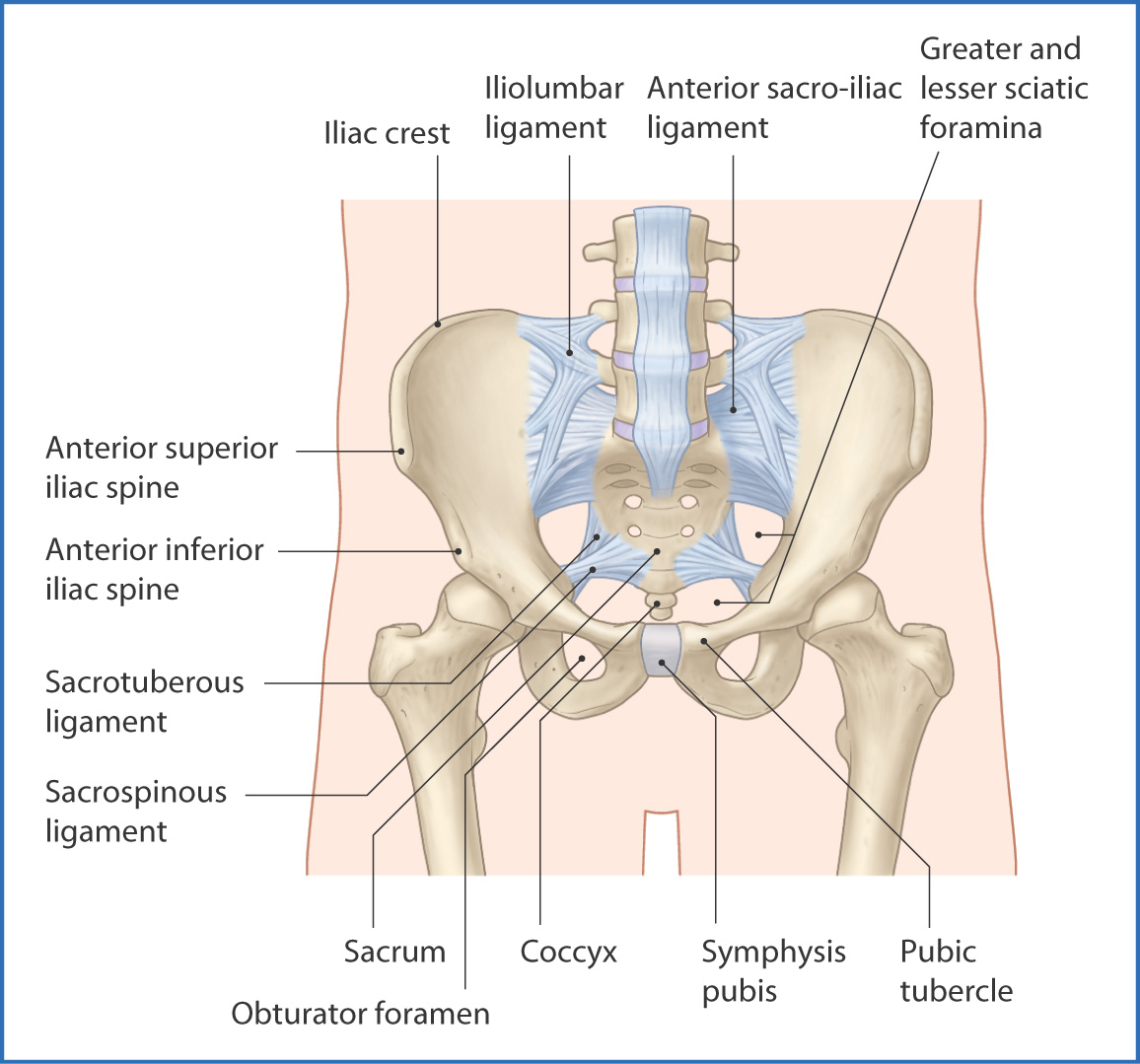 Pelvic Girdle Basicmedical Key