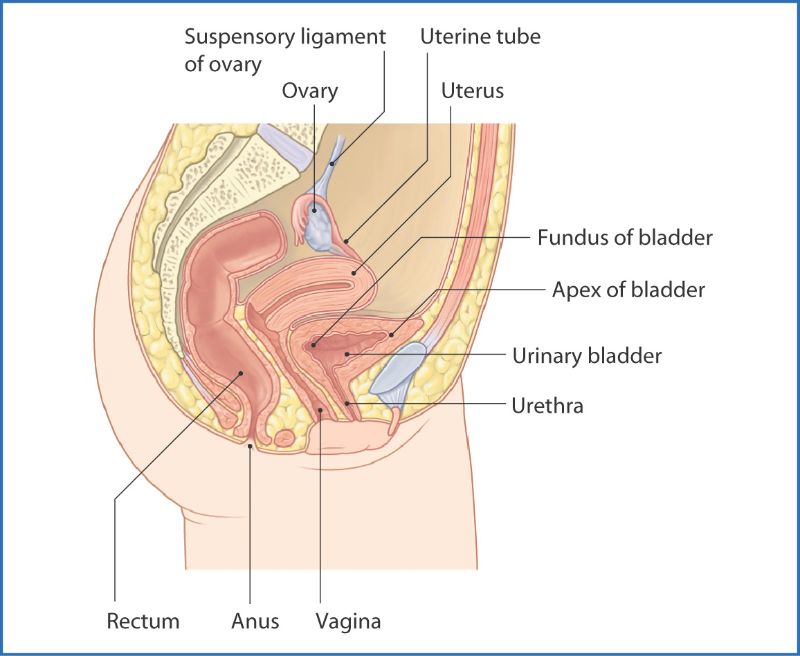 Anatomy of the male pelvic cavity in humans, sagittal view