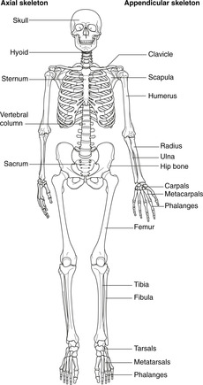 Skeleton and muscle | Basicmedical Key