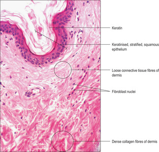 Primary tissues 2 | Basicmedical Key