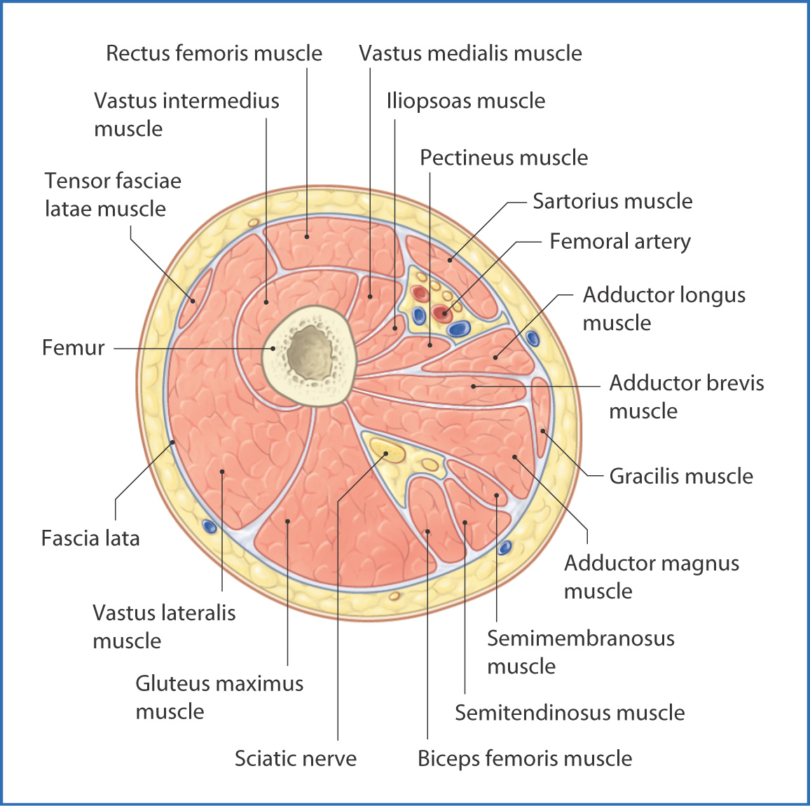 compartments of leg orthobullets