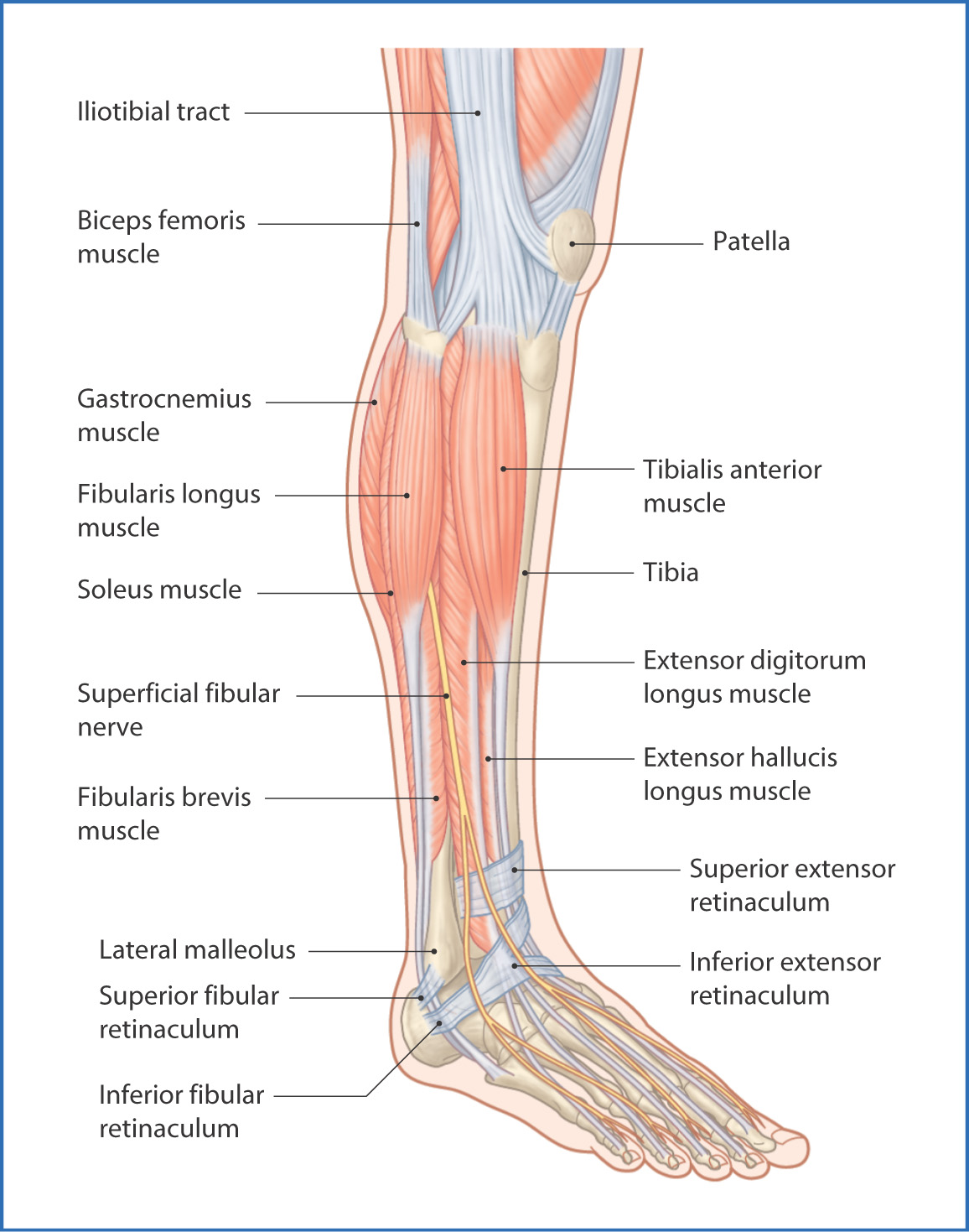 Lower Limb  Basicmedical Key