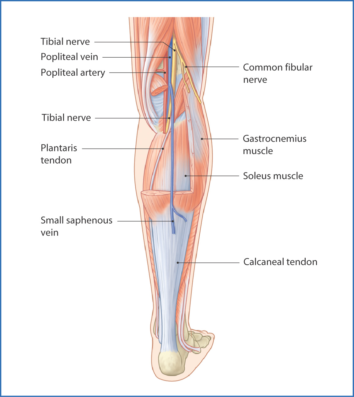 Anatomy Posterior Thigh Anatomy Drawing Diagram