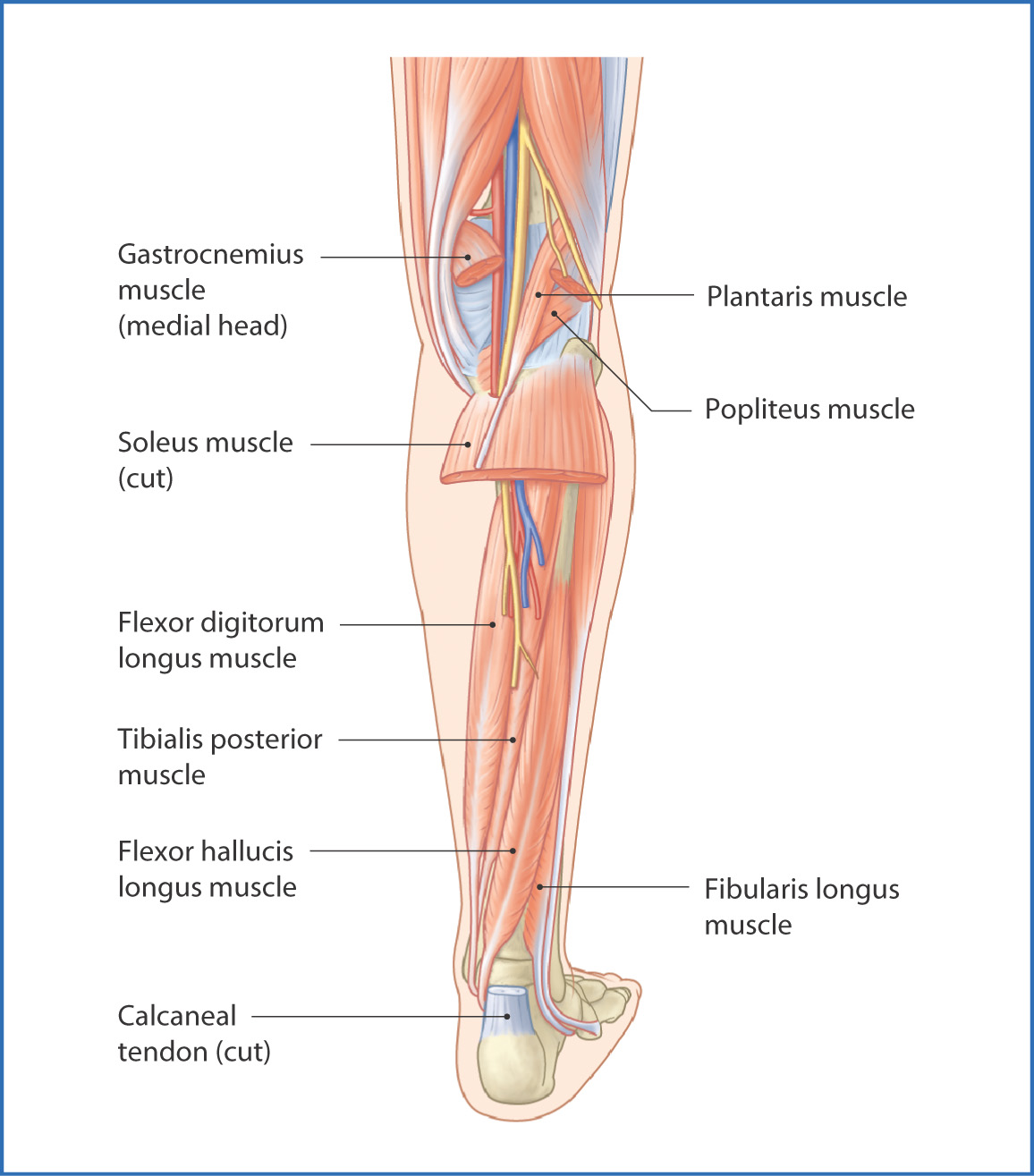 compartments of leg and thigh