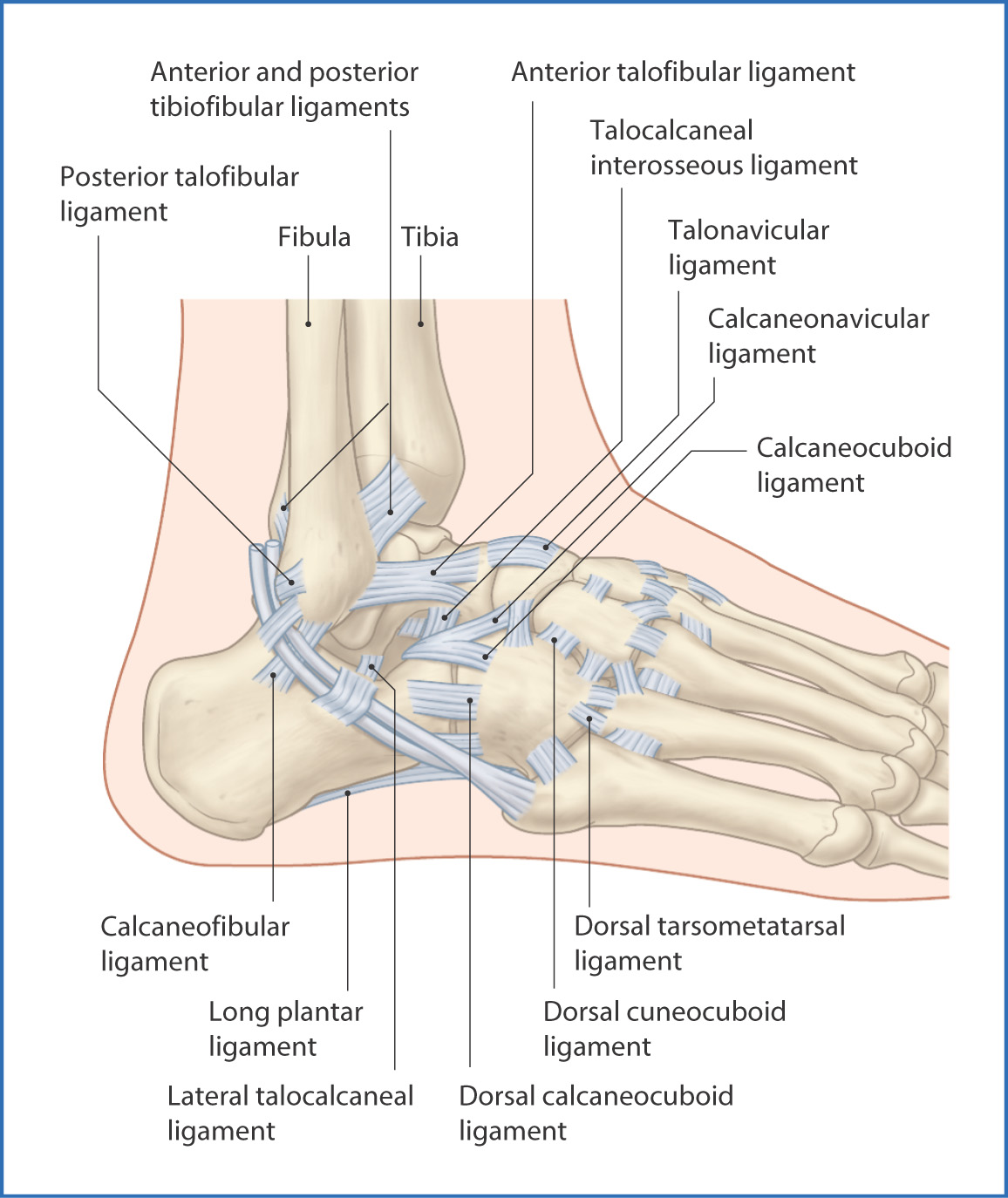 tarsometatarsal joint ligaments
