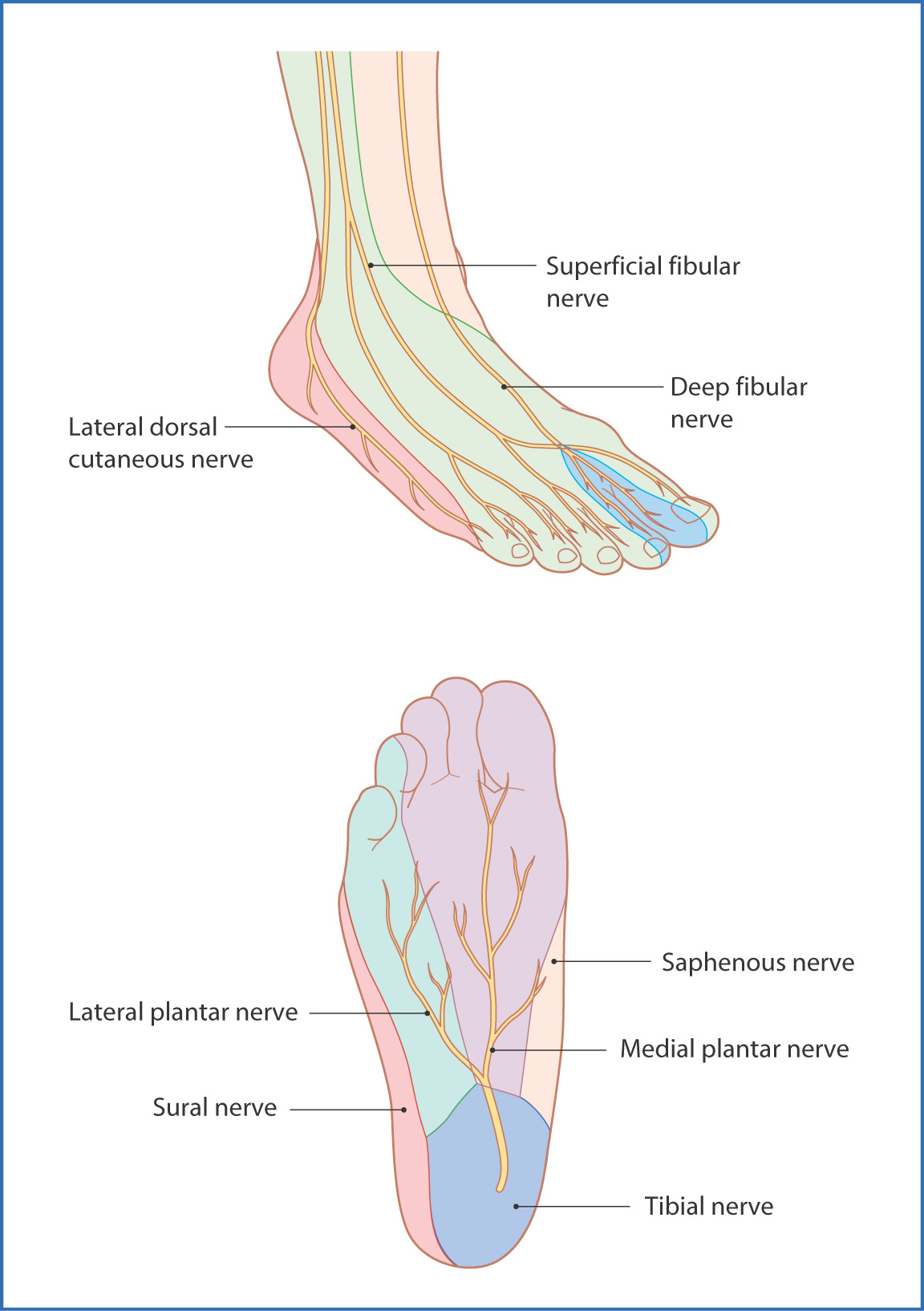 dorsum of foot