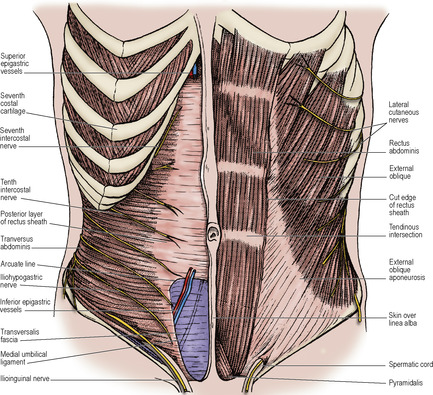 Defined anatomic locations of the suprapubic area (A), groin (B), and